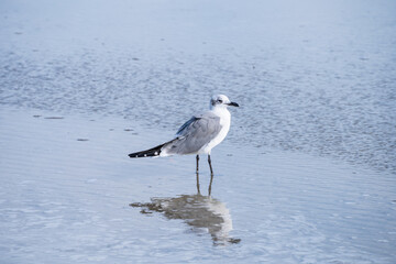 Fototapeta premium Common tern