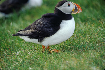 Toucan's have short compact bodies, a rounded tail, and a short, thick neck. Their legs are strong and short. They have small wings, so they need to flap their wings a lot to fly. Native to Brazil.