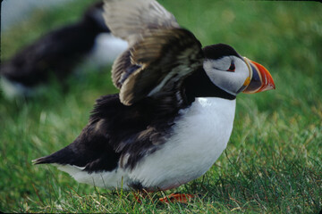 The Puffin is a short and stocky diving sea bird about 12 inches in length with black on its uppersides and white on its chest and belly and triangular parrot-like bill that is bright red and yellow.