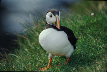 The Puffin is a short and stocky diving sea bird about 12 inches in length with black on its...