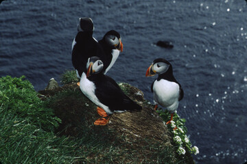 The Puffin is a short and stocky diving sea bird about 12 inches in length with black on its uppersides and white on its chest and belly and triangular parrot-like bill that is bright red and yellow.