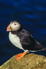The Puffin is a short and stocky diving sea bird about 12 inches in length with black on its uppersides and white on its chest and belly and triangular parrot-like bill that is bright red and yellow.