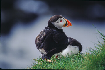 The Puffin is a short and stocky diving sea bird about 12 inches in length with black on its...