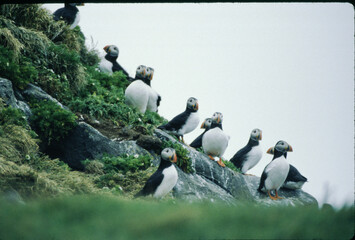 The Puffin is a short and stocky diving sea bird about 12 inches in length with black on its...