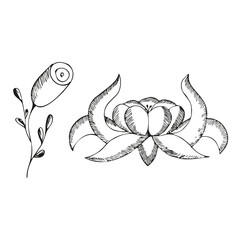 Hand drawn Lotus and Rose isolated on transparent background. Summer Doodle Flower on white. Black simple floral art. Vector illustration for t-shirt print. 