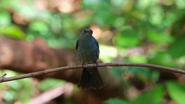 Camera slides to the right a little while it is spreading its tail wide as it wags and looks to the back, Verditer Flycatcher Eumyias thalassinus, Thailand