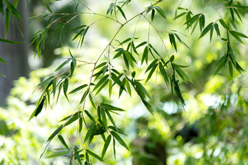 Background of green bamboo leaves