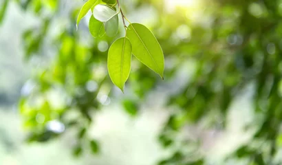 Fotobehang Background of fresh green leaves © xy