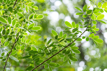 Background of senna bicapsularis leaf