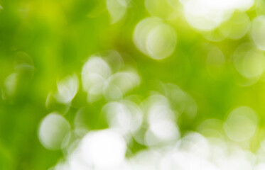 Background of blurred green leaves