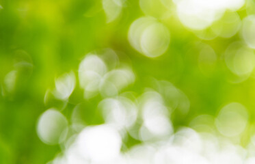 Fototapeta premium Background of blurred green leaves