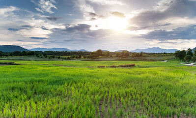 Background of green rice field