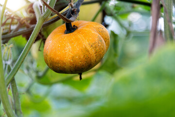 Orange pumpkin growing on plant