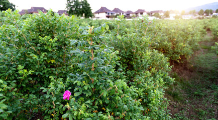 Background of beautiful rose fields