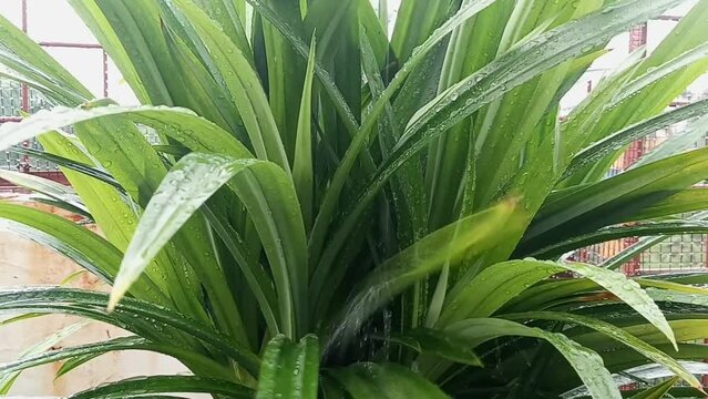 raindrops on pandan leaves in the rainy season