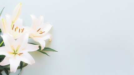 White lily flower on matching background with copy space - beauty spa wellness natural cosmetics concept