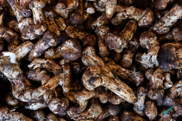 A pile of wild mushrooms