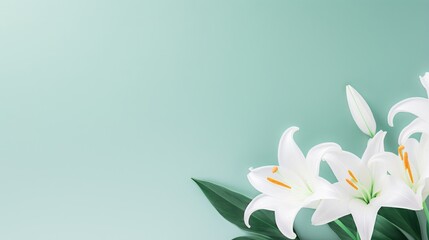 Naklejka premium White lily flower on matching background with copy space - beauty spa wellness natural cosmetics concept
