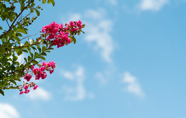 Crape myrtle flower blooming in the tree