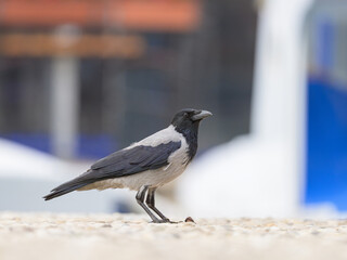 A carrion crow walking eating on the ground