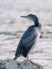 An immature common shag sitting on a rock near the sea