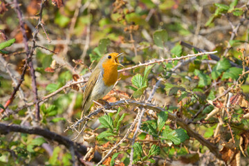 A European Robin sitting on a bush