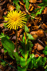 sunflower in the garden