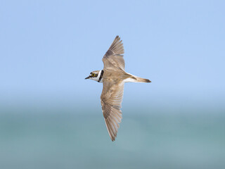A Little Ringed Plover in flight on the beach