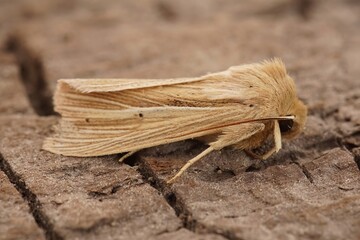Closeup on the Smoky Wainscot owlet moth, Mythimna impura on a piece of wood