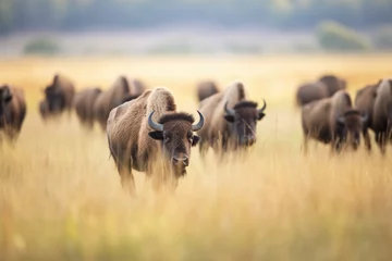 Fototapeten bison herd moving through tallgrass prairie © primopiano