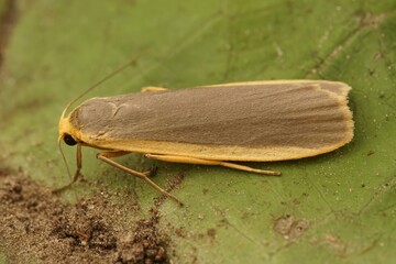Closeup on a Common footman moth, Eilema lurideola, sitting on a leaf in the shrubs in the garden