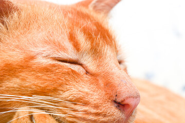 Close up of Persian cat 