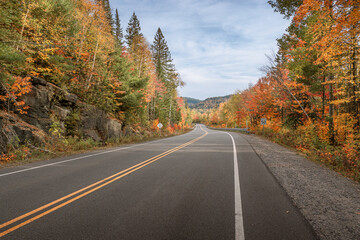 Naklejka premium Road in autumn forest