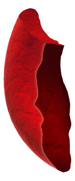 Schistocyte abnormal red blood cell, illustration