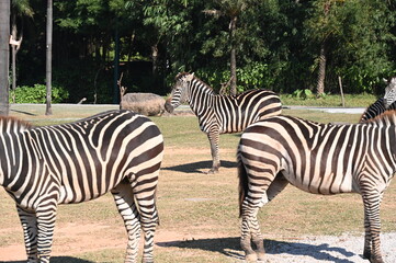 Fototapeta na wymiar Zebra and zebra and zebra 
