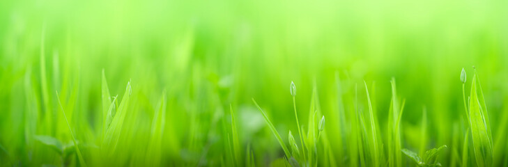 Natural green grass banner background. Soft focus, copy space