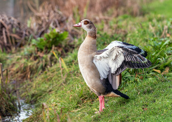 An adult female Egyptian or Nile goose (Alopochen aegyptiaca) during molting, changing flight feathers