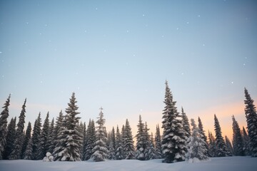 Fototapeta na wymiar snow-covered pine trees under a star-filled sky