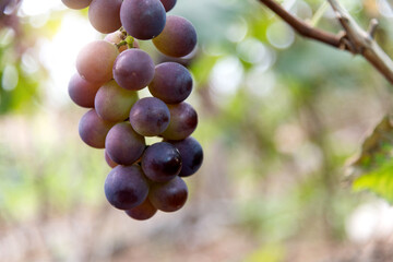 Purple grapes on the vine