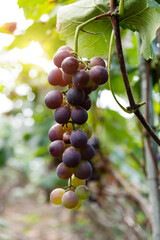 Purple grapes on the vine
