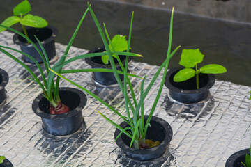 Close up of plants in a net pot in a hydroponic installation above a fish pond