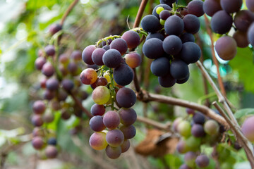 Purple grapes on the vine