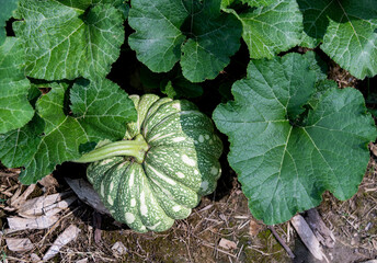 Green pumpkin growing on plant