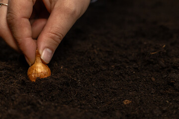 Spring planting of onion bulbs in a garden bed in black soil. Close-up. Advertising for the...