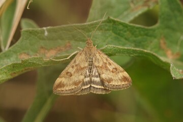 Close up on a straw-barred Pearl moth, Pyrausta despicata, hanging in the vegetation