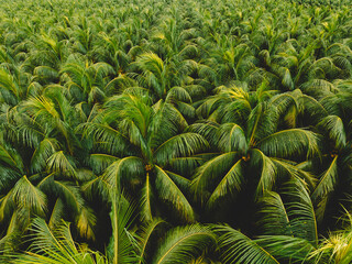 Aerial view of coconut trees farm