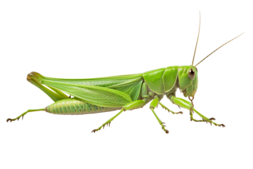 Top side closeup macro view of beautiful Grasshopper isolated on white background PNG