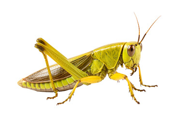 Top side closeup macro view of beautiful Grasshopper isolated on white background PNG