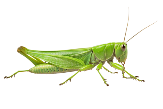 Top side closeup macro view of beautiful Grasshopper isolated on white background PNG