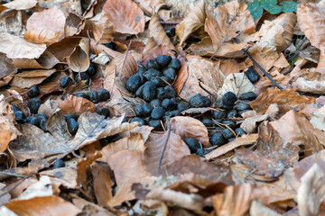 Roe Deer Droppings in a Italy Forest on a Background with dry Leaves. Fresh Manure of European Roe Cervine (Capreolus capreolus) in the Greenwood. Doe Scat in a Grove. Roe Hart Excrement in the Wood.